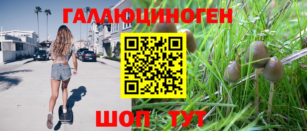 Галлюциногенные грибы Psilocybine cubensis Вязьма